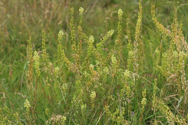 Reseda lutea, sarı Mignonette veya vahşi Mignonette çiçek