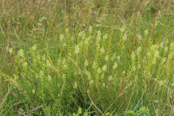 Reseda lutea, sarı Mignonette veya vahşi Mignonette çiçek