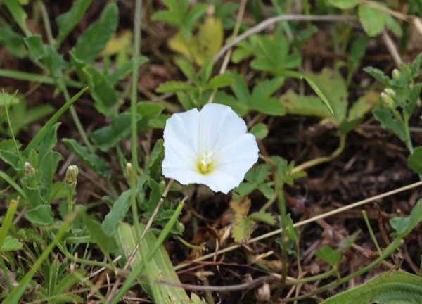 Çayır üzerinde çiçeklenme Convolvulus arvensis veya alan bindweed çiçek