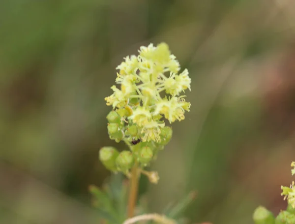 Reseda lutea, the yellow mignonette or wild mignonette flower — Stock Photo, Image
