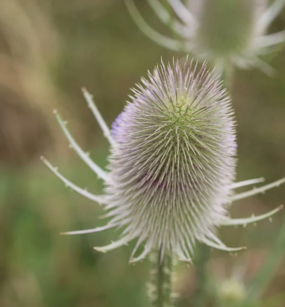 Wilde Teasel distel of of Fullers Teasel (Dipsacus Kaardebol) — Stockfoto