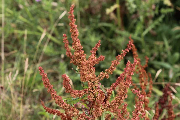 Rumex acetosella, commonly known as red sorrel, sheep's sorrel, field sorrel and sour weed plant — Stock Photo, Image