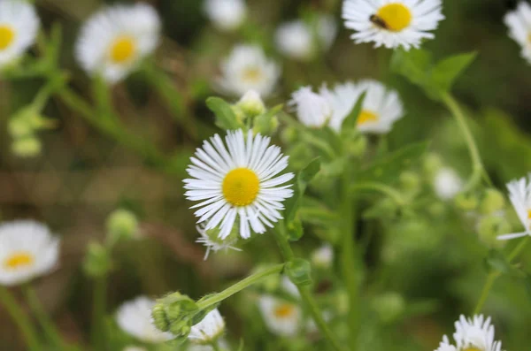 Erigeron annuus, éves Fleabane, Daisy Fleabane, vagy keleti százszorszép Fleabane — Stock Fotó