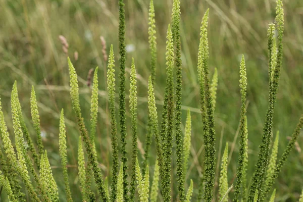 Reseda luteola, conosciuta come razzo del tintore, erba del tintore, saldatura, woold ed erba gialla — Foto Stock