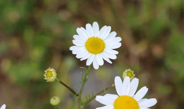 일반적으로 황소 눈 데이지, 옥스 아이 데이지, 개 데이지 꽃으로 알려진 루칸테움 벌가레 — 스톡 사진