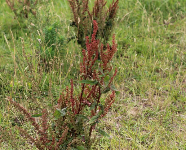 Rumex acetosella, commonly known as red sorrel, sheep's sorrel, field sorrel and sour weed plant — Stock Photo, Image