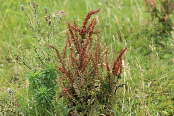 Rumex acetosella, comunemente noto come acetosella rossa, acetosa di pecora, acetosa da campo e pianta di erba acida — Foto Stock