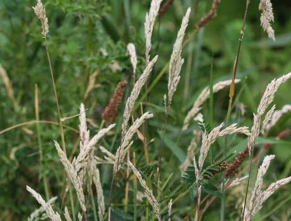 Holcus lanatus, les noms communs incluent le brouillard du Yorkshire, l'herbe touffue et l'herbe tendre des prairies Image En Vente