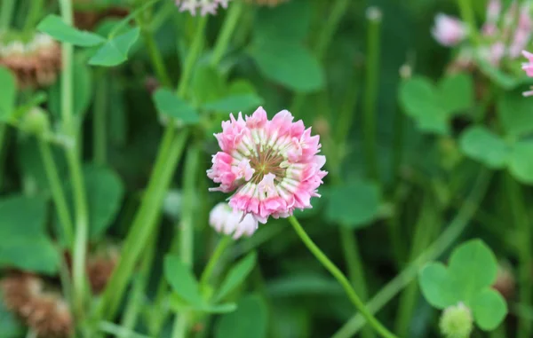 Trifolium hybridum, il fiore di alsike trifoglio che fiorisce in primavera Immagini Stock Royalty Free