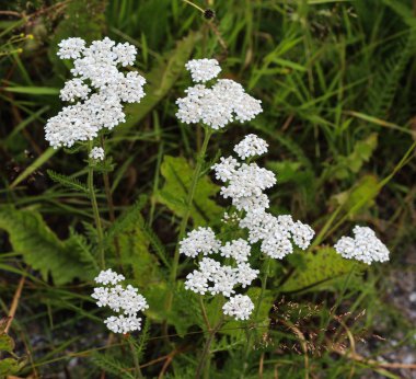 Achillea millefolium, yaygın yarrow olarak bilinen, ilkbaharda çiçeklenme
