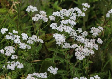 Achillea millefolium, yaygın yarrow olarak bilinen, ilkbaharda çiçeklenme