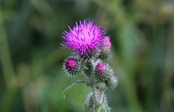 Carduus acanthoides, conosciuto come il cardo senza piume spinoso, il cardo filettato e il cardo senza piume Immagine Stock