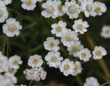 Achillea millefolium, yaygın yarrow olarak bilinen, ilkbaharda çiçeklenme