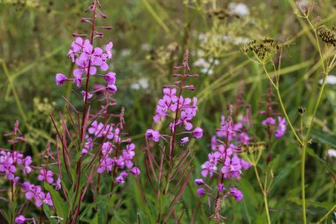 Chamaenerion angustifolium, fireweed, büyük söğütherb ve gülbay willowherb olarak bilinen