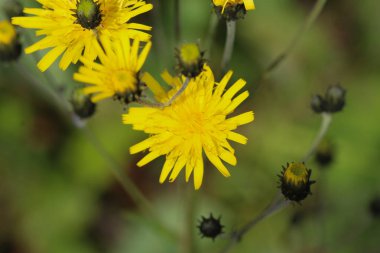 Hieracium canadense, yaygın olarak Kanada şahin otu olarak adlandırılan, dar yapraklı şahin otu, ya da kuzey şahin otu