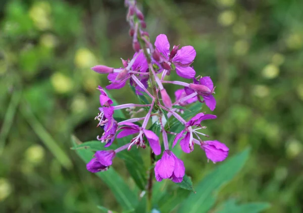 Chamaenerion angustifolium, známý jako krvelová tráva, Velká willokam b a rosebay willokam b — Stock fotografie