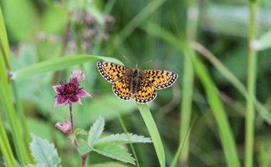 Boloria eunomia, aile Nymphalidae bataklık fırkateyn veya ocellate bataklık fritillary kelebek