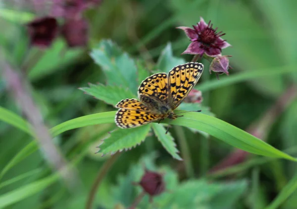 Болорія євкомія, Болотяний болото або огеллатний Болотяний метелик сімейства Німмерів — стокове фото
