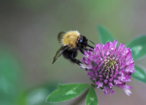 Bombus pascuorum bumblebee, the common carder bee on flower — Stock Photo, Image