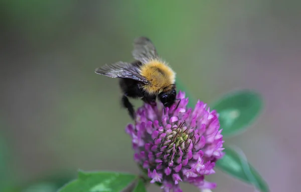 Bombus pascuorum bumblebee, the common carder bee on flower — Stock Photo, Image