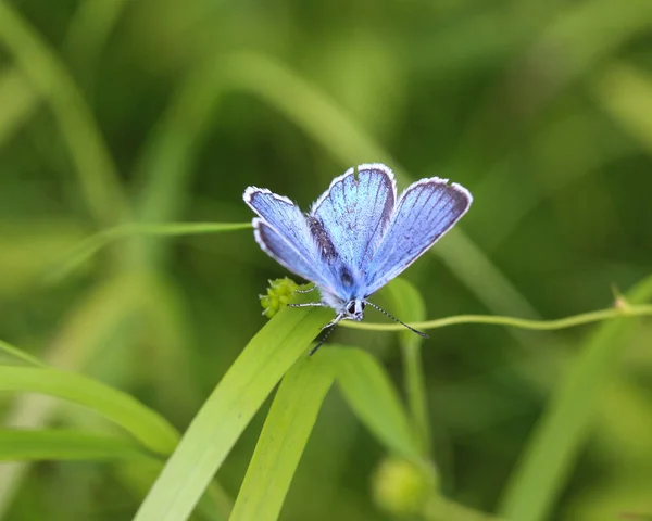 Polyommatus dorylas, le papillon bleu turquoise de la famille des Lycaenidae Images De Stock Libres De Droits