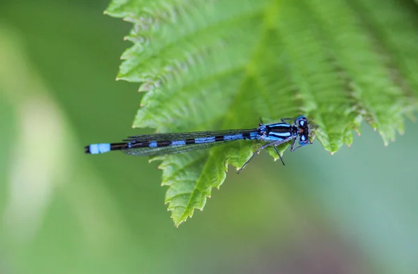 Petite demoiselle délicate, Coenagrion scitulum, sur la feuille près de la rivière Images De Stock Libres De Droits