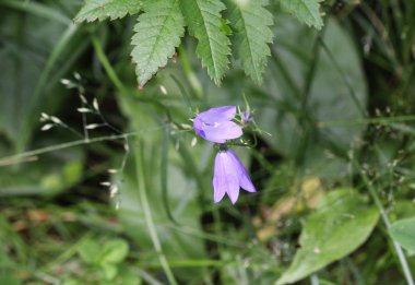 Campanula rotundifolia, bilinen adıyla HareBell, BlueBell, Blawort, saç çanı ve bayanın yüksüğü.
