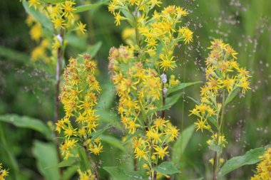 Solidago virgaurea, Avrupa altın çubuğu ya da yaralıotu olarak bilinir.