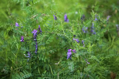 Vicia villosa çiçeği, bilinen adıyla kıllı vetch, yemlik vetch ya da kış vetch