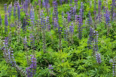 Lupinus polyphyllus çiçeği, büyük yapraklı lupin olarak bilinir, çok yapraklı lupin veya, bahçe lupin