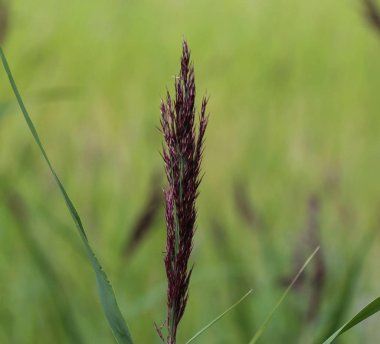 Phragmites australis, ayrıca sazlık veya sazlık olarak da bilinir.