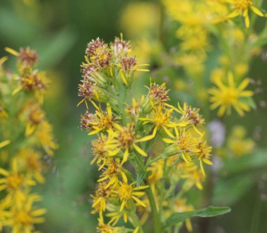 Solidago virgaurea, Avrupa altın çubuğu ya da yaralıotu olarak bilinir.