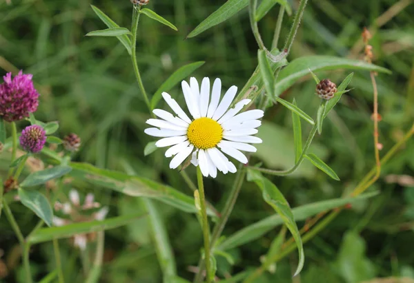 Leucanthemum vulgare, közismert nevén ökörszem százszorszép, ökörszem százszorszép, kutya százszorszép — Stock Fotó