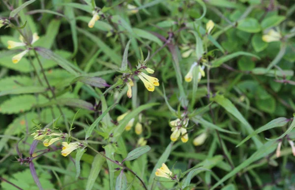 Linia melampyrum, powszechnie nazywana kwiatem pszenicy wąskolistnej — Zdjęcie stockowe