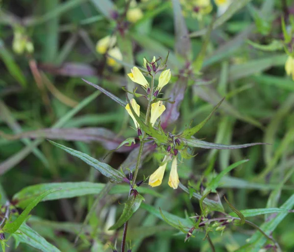 Melampyrum lineare, commonly called the narrowleaf cow wheat flower — Stock Photo, Image