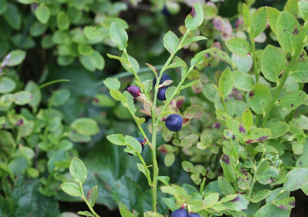 Vaccinium myrtillus shrub, common called commonly called common bilberry, wimberry, blue whortleberry, or European blueberry. — Stock Photo, Image