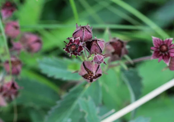 stock image Comarum palustre flower, known as the purple marshlocks, swamp cinquefoil and marsh cinquefoil