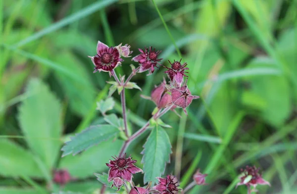 Comarum palustre flower, known as the purple marshlocks, swamp cinquefoil and marsh cinquefoil — Stock Photo, Image