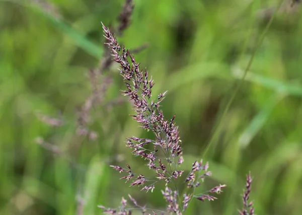 Holcus lanatus, Common names include Yorkshire fog, tufted grass, and meadow soft grass — Stock Photo, Image