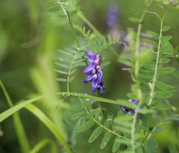 Vicia villosa Blume, bekannt als die behaarte Wicken, Futterwicken oder Winterwicken — Stockfoto