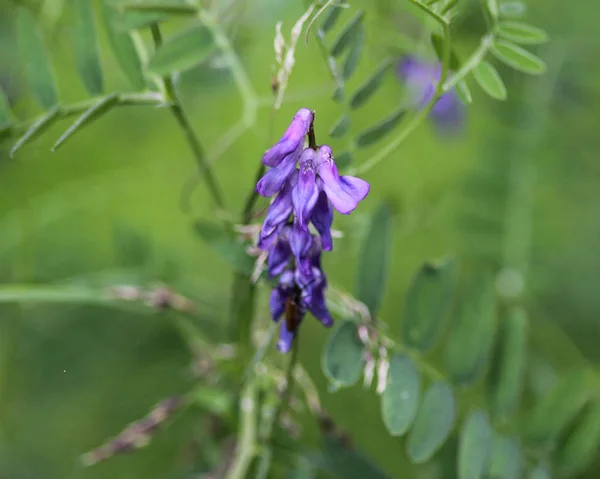 毛深いベッチ、飼料ベッチまたは冬ベッチとして知られているビシアヴィロサの花 — ストック写真