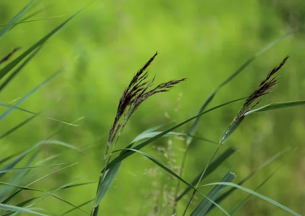 Phragmites australis, zwany także trzciną zwyczajną lub trzciną zwyczajną — Zdjęcie stockowe