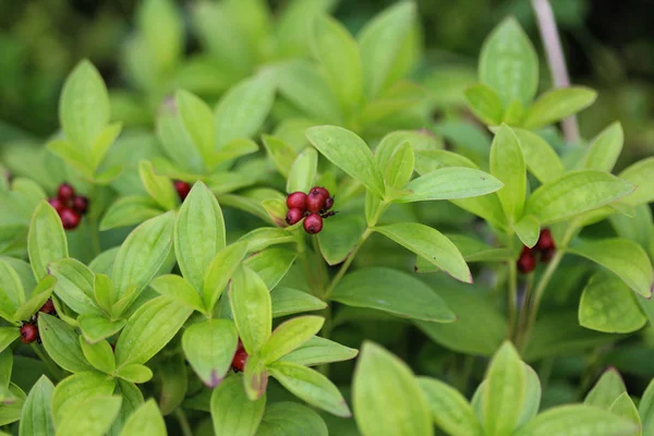 Cornus suecica, карликовый рог или бунчберри — стоковое фото