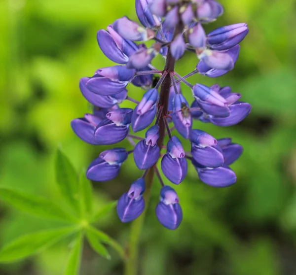 Lupinus polyphyllus flower, known as big-leaved lupine, many-leaved lupine or, garden lupin — Stock Photo, Image