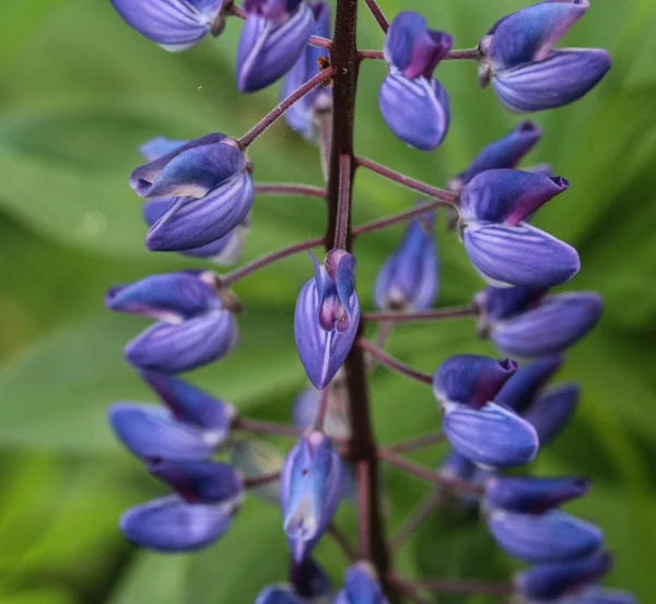 Lupinus polyphyllus Blüte, bekannt als Dickblättrige Lupine, Vielblättrige Lupine oder Gartenlupine — Stockfoto