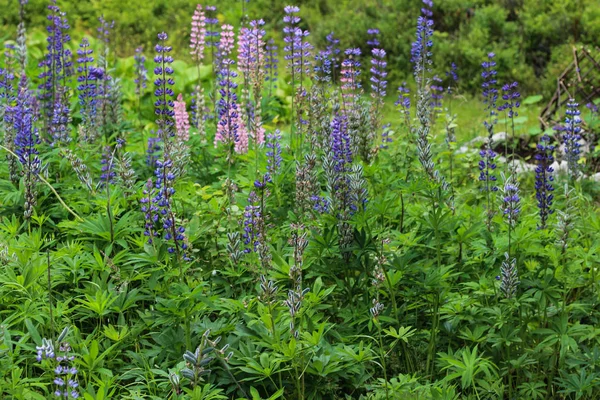 Lupinus polyphyllus Blüte, bekannt als Dickblättrige Lupine, Vielblättrige Lupine oder Gartenlupine — Stockfoto