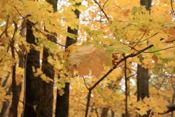 Krásný podzimní les se žlutými listy — Stock fotografie