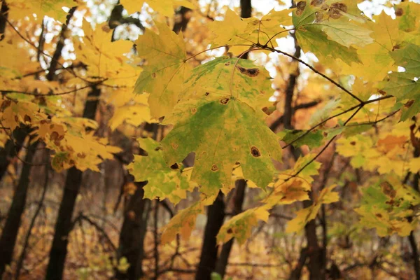 Krásný podzimní les se žlutými listy — Stock fotografie