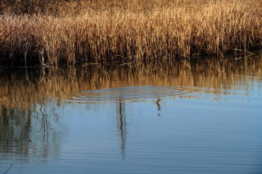 Sonbahar ormanındaki nehir. Güzel doğa arkaplanı.