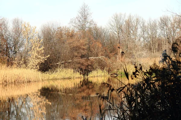 Folyó az őszi erdőben. Gyönyörű természet háttér. — Stock Fotó